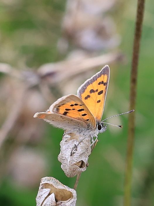 Small copper